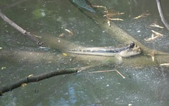 Periophthalmodon schlosseri