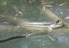 Periophthalmodon schlosseri