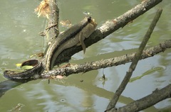 Periophthalmodon schlosseri