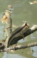 Periophthalmodon schlosseri