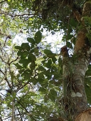 Passiflora sphaerocarpa