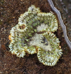 Actiniaria