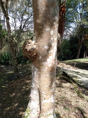 Passiflora sphaerocarpa