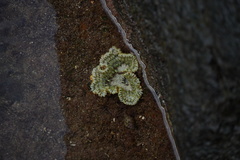 Actiniaria