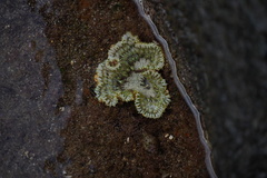 Actiniaria