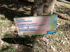 Passiflora sphaerocarpa