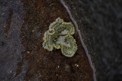 Actiniaria