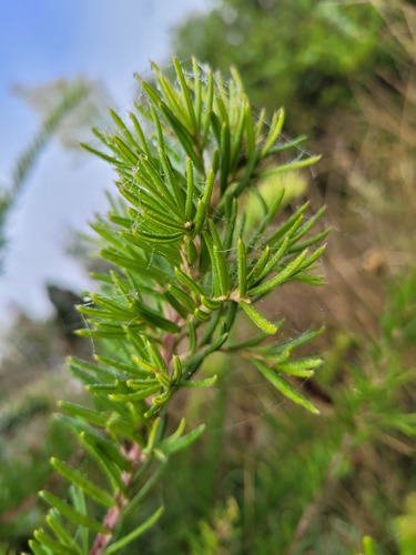 Grevillea rosmarinifolia