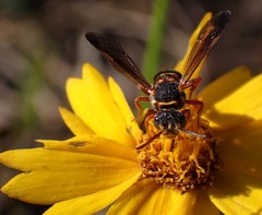 Nomada fervida