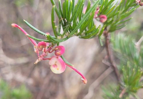 Grevillea rosmarinifolia