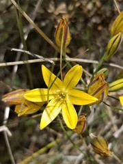Triteleia ixioides ixioides