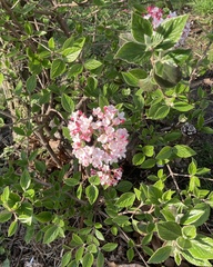 Viburnum carlesii