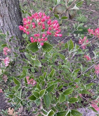Viburnum carlesii