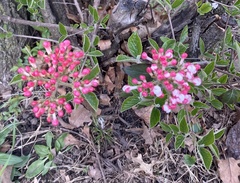 Viburnum carlesii