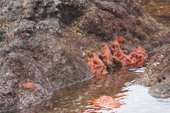 Porifera