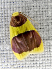 Heterallactis stenochrysa