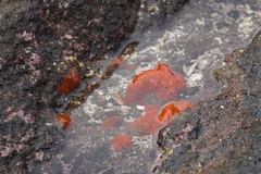 Porifera
