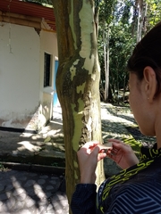 Caryodendron orinocense