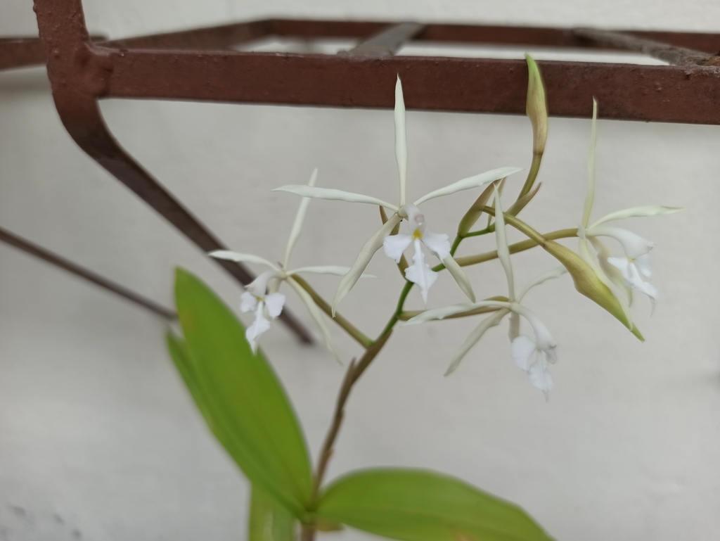 Epidendrum viviparum Lindl.