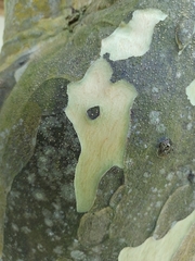 Caryodendron orinocense