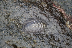 Polyplacophora