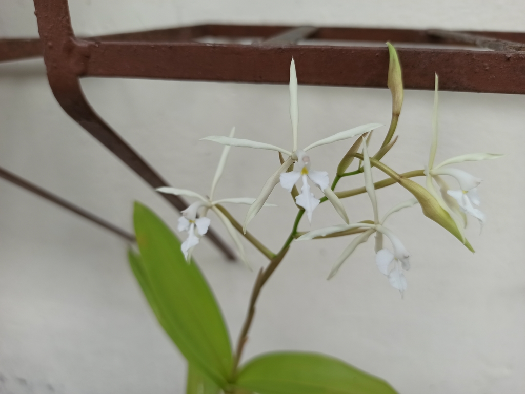 Epidendrum viviparum Lindl. 2