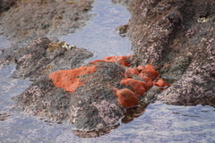 Porifera