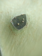 Caryodendron orinocense