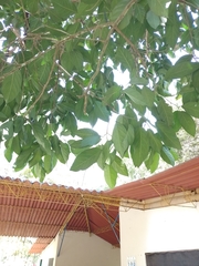 Caryodendron orinocense