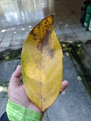 Caryodendron orinocense