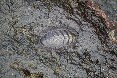 Polyplacophora