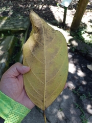 Caryodendron orinocense