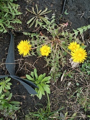 Taraxacum officinale