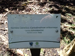 Caryodendron orinocense