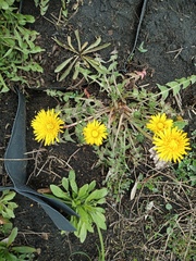 Taraxacum officinale