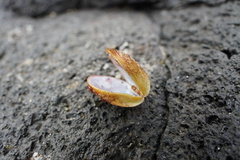 Septifer bilocularis