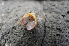 Septifer bilocularis