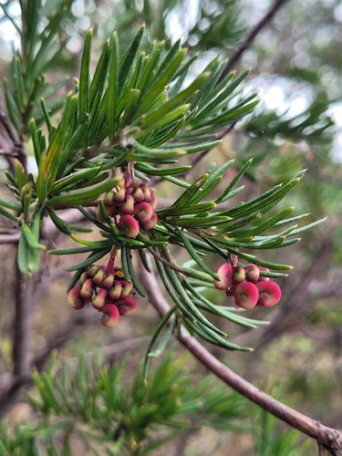 Grevillea rosmarinifolia