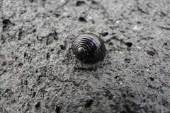 Nerita