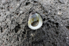 Nerita