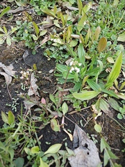 Capsella bursa-pastoris