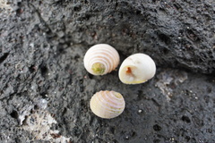 Nerita