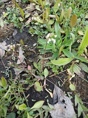 Capsella bursa-pastoris