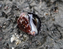 Gastropoda