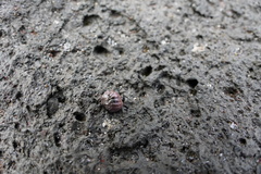 Gastropoda