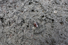Gastropoda