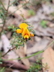 Pultenaea microphylla
