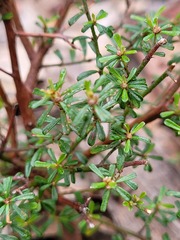 Pultenaea microphylla