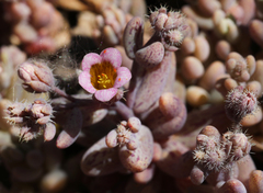 Sedum mucizonia