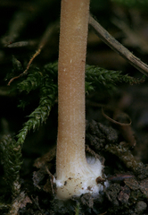 Inocybe occulta